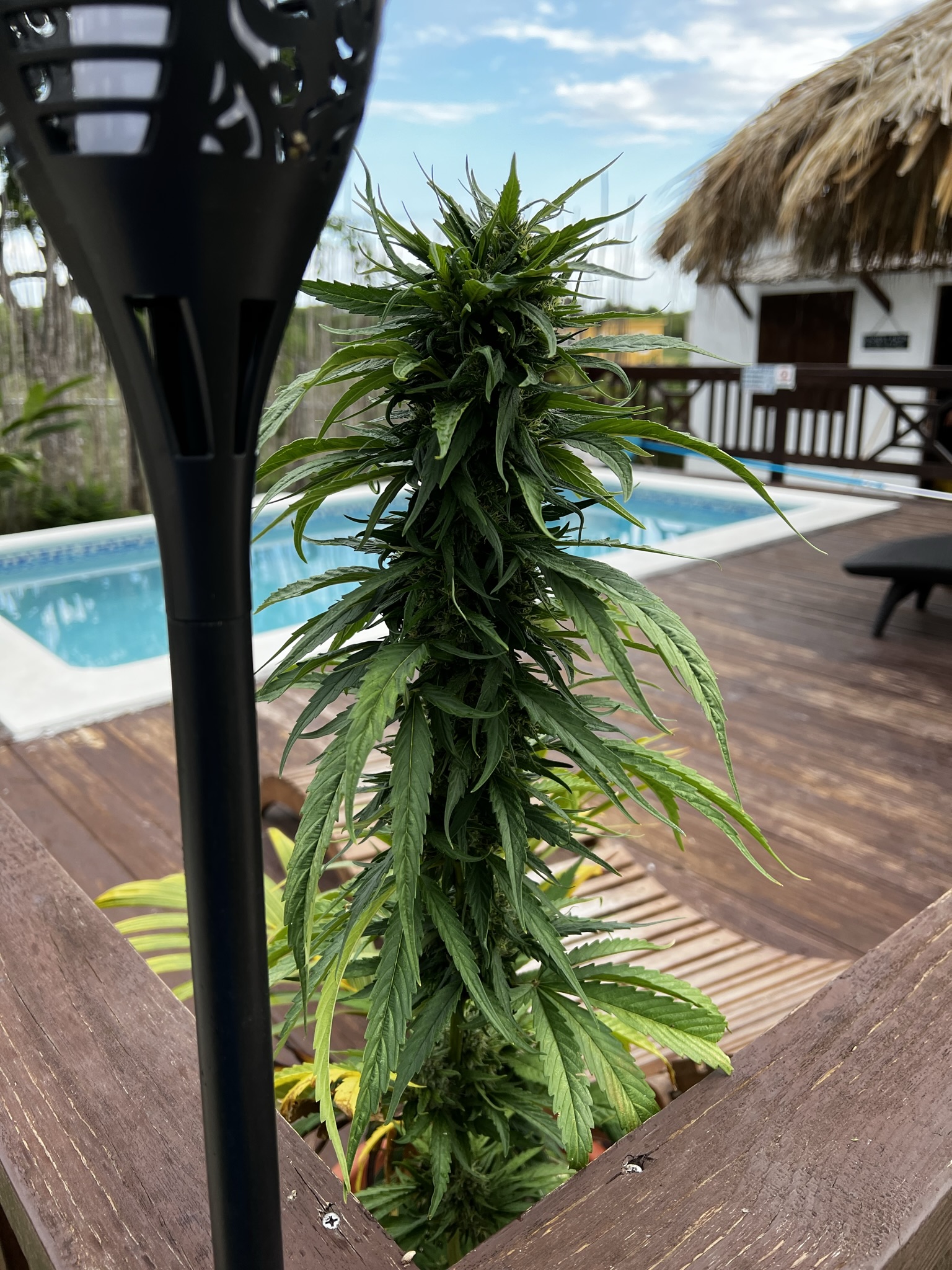 Jamaican Cannabis Vacation- CannaVacays Cannabis Vacations